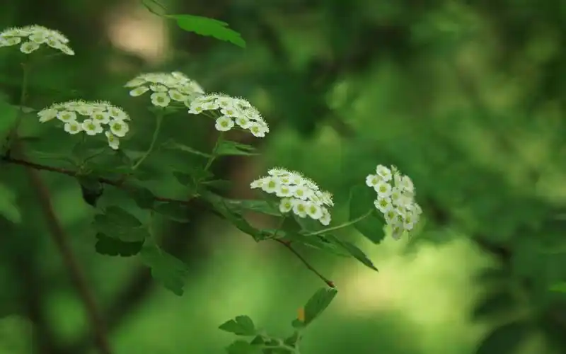 养眼绿色植物花卉唯美高清桌面壁纸