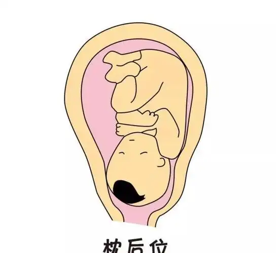 孕妈妈如何判断胎宝宝的头和脚的位置?