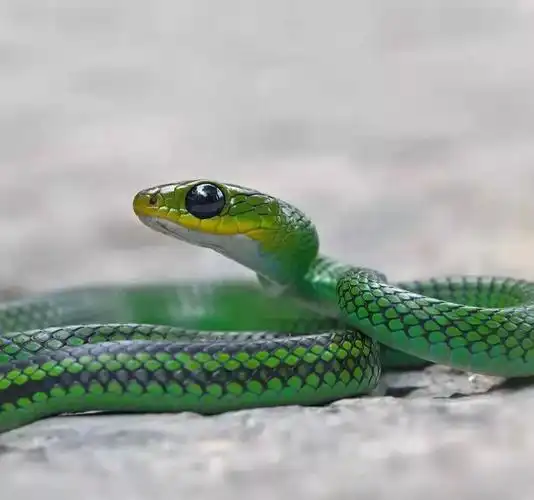 【cop15看腾冲】绿野寻踪,高黎贡山丛林深处里的神秘"伪装者"们