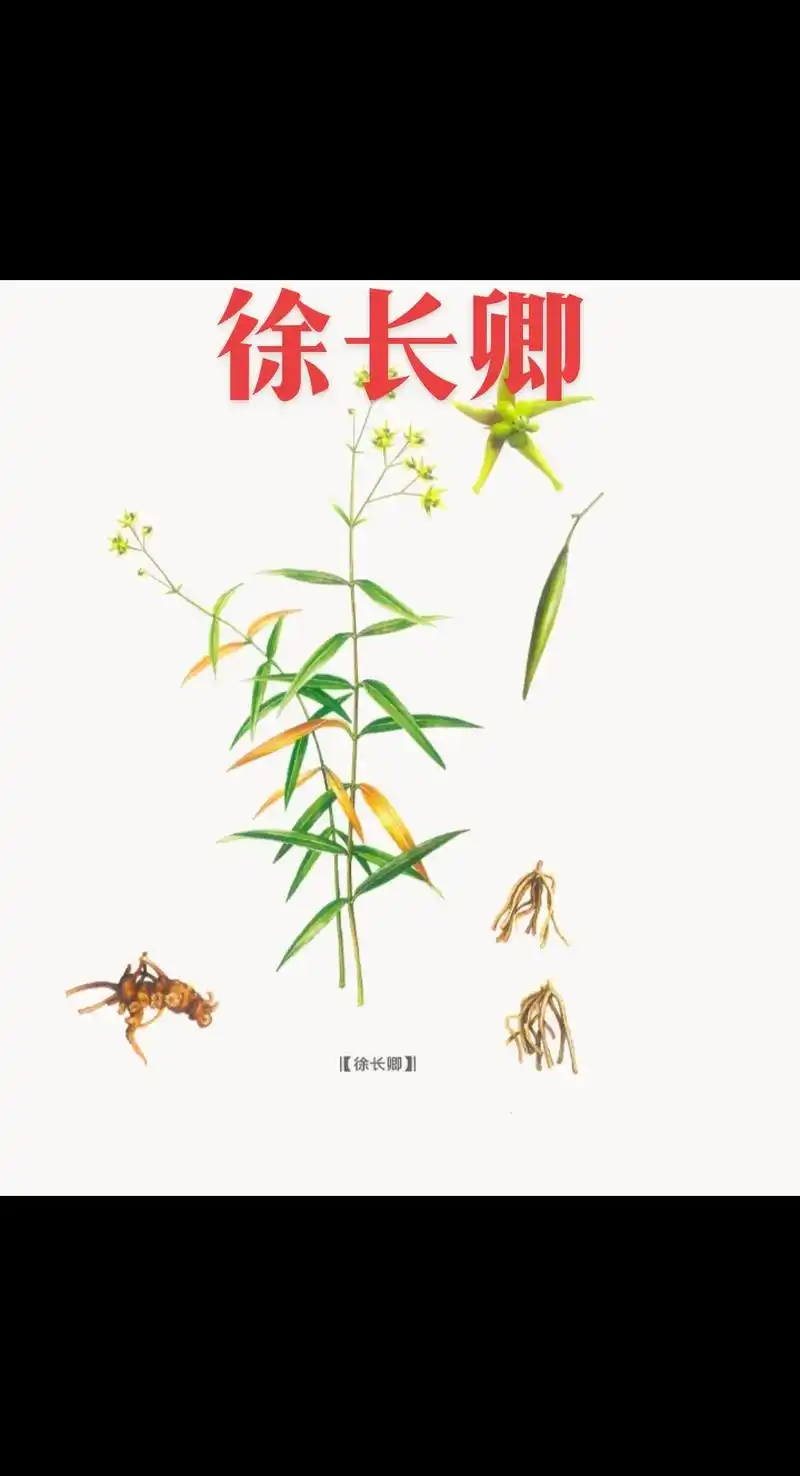 每天认识一味中药—徐长卿.#中草药知识 #趣味本草 #中药材 - 抖音