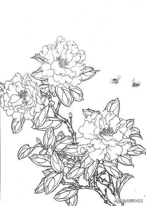 山茶花白描画谱