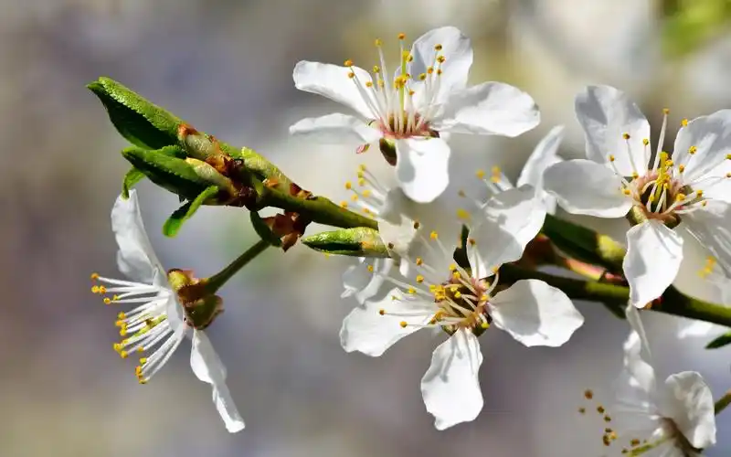 春天是一个花开的季节,李子树花开了,在这个还有点
