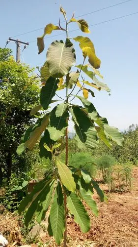 这是什么树 求解答!