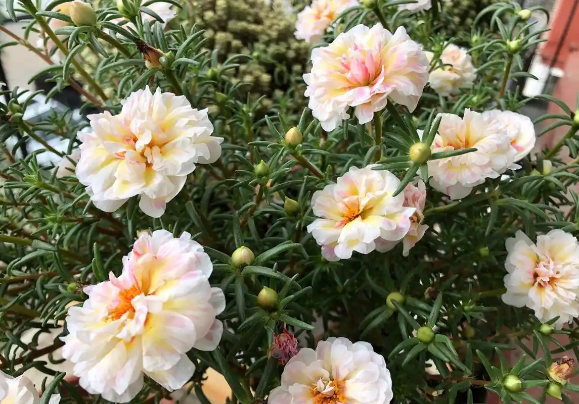 重瓣太阳花"西域粉",美丽又好养,夏季也爆盆,三季能赏花