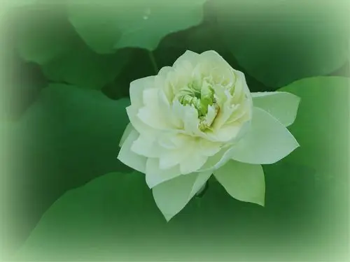 至高纯洁的白荷花