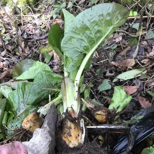 野生百合种球 荞麦叶大百合花苗 阳台庭院盆栽超大个现卖现挖