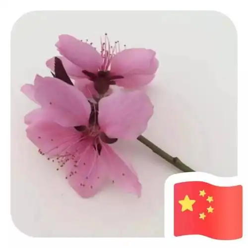 微信头像不挂旗,都不好意思说爱国_国旗