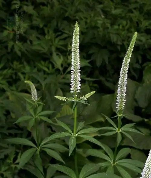 日月峡中草药:斩龙剑(狼尾草)