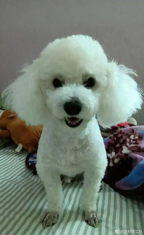 西双版纳寻狗#5岁多白色小泰迪弟弟,名叫水星.