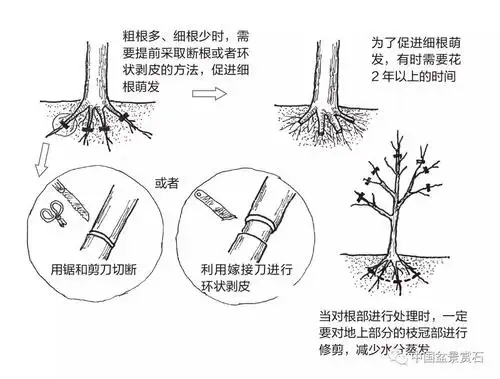 即使采用播种法与扦插法繁殖的苗木,因为长期生长于露地环境中,也会