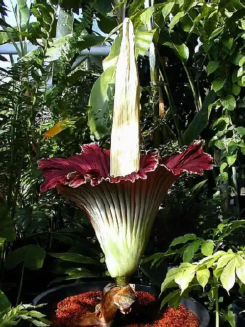 传说中最神秘的花三千年一开观者得福5