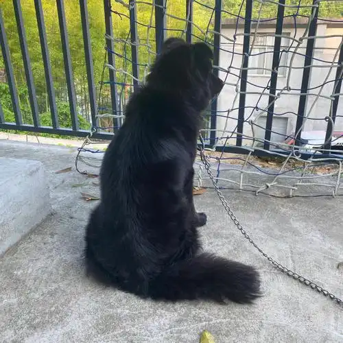 调皮可爱黑熊精