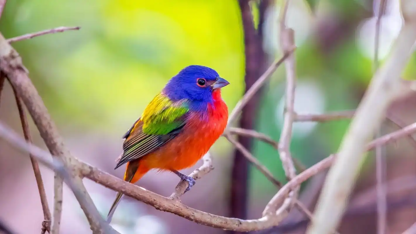 可爱的彩色小鸟壁纸