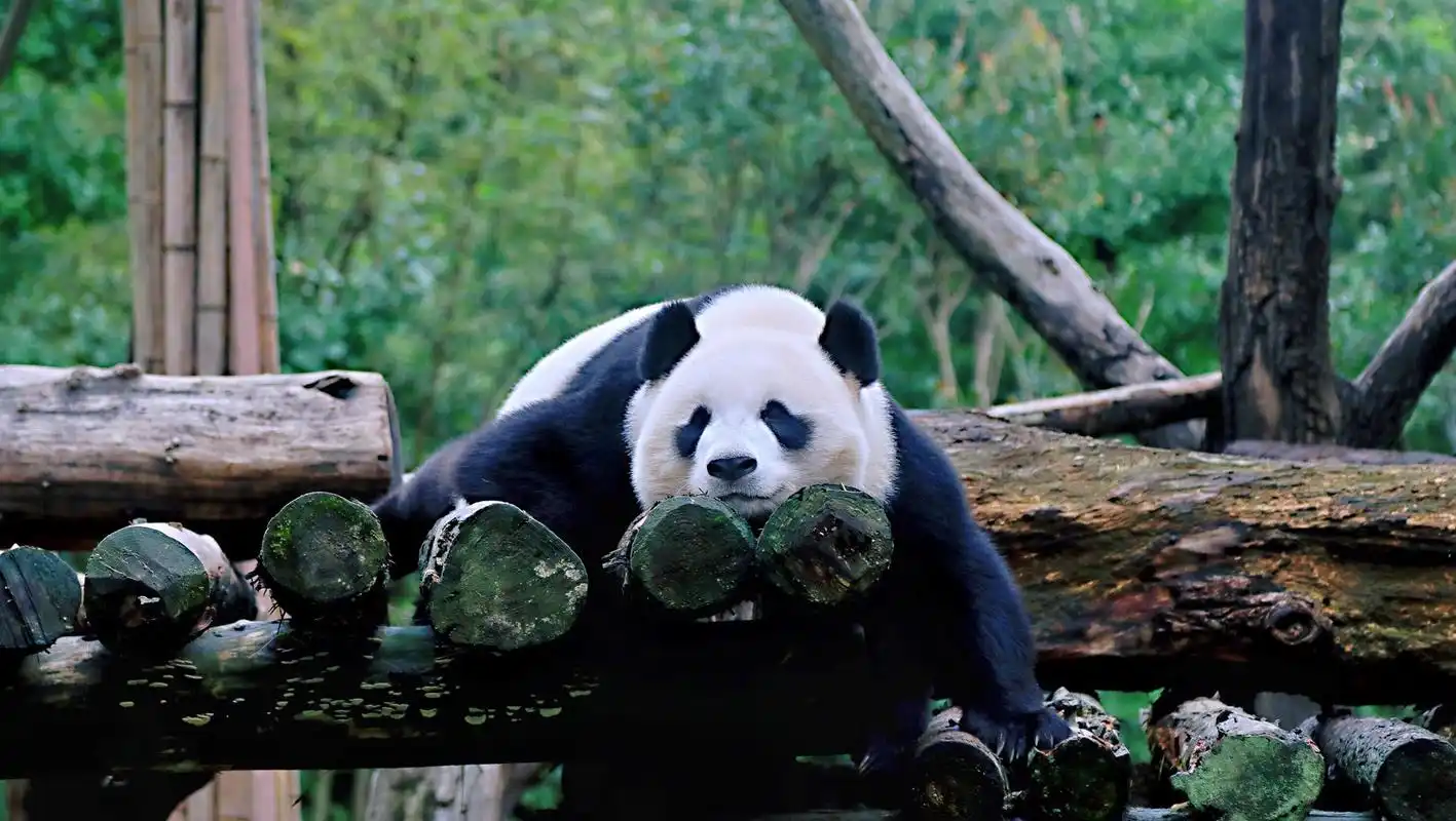 独特之地,可爱之宝:一定要知道的四川熊猫基地大全!