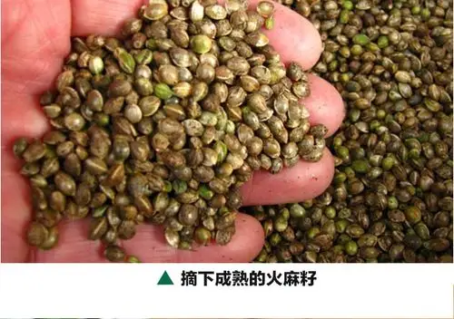 世界长寿之乡著名特产巴马火麻