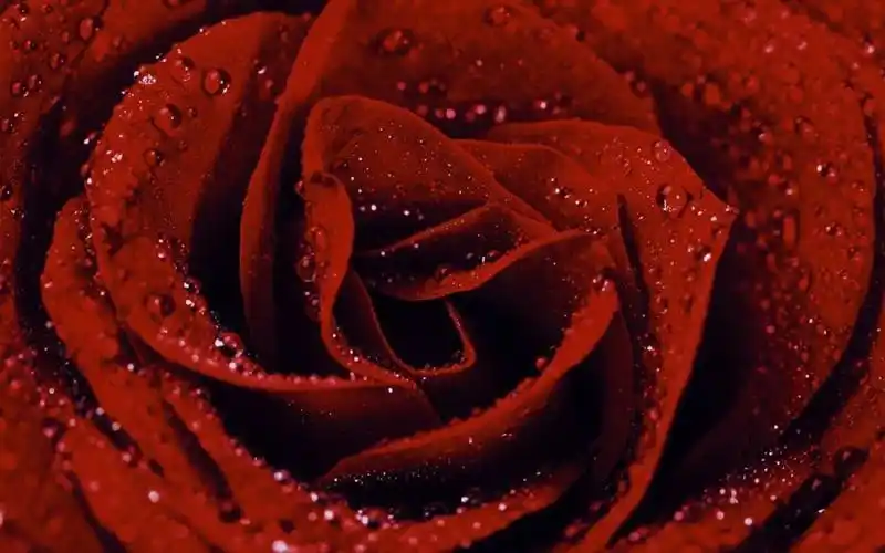 娇艳迷人的玫瑰花桌面壁纸