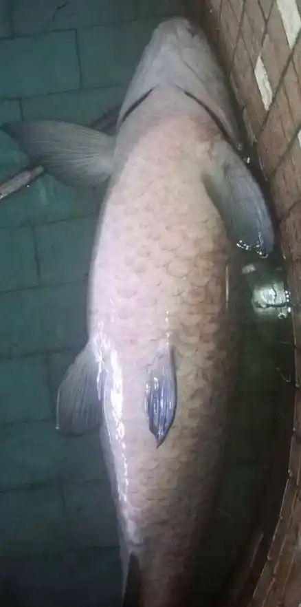 钓了条30斤重的大青鱼,黑坑老板气的吐血!