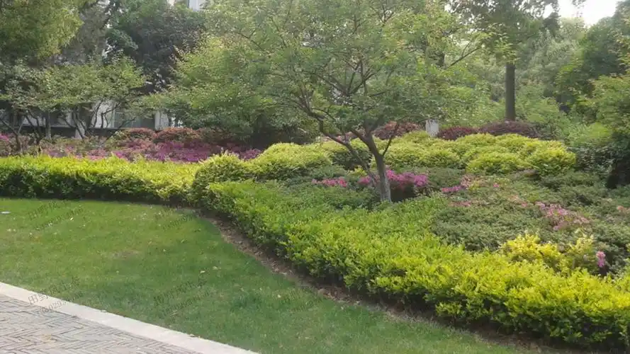 住宅小区园林绿化养护管理服务