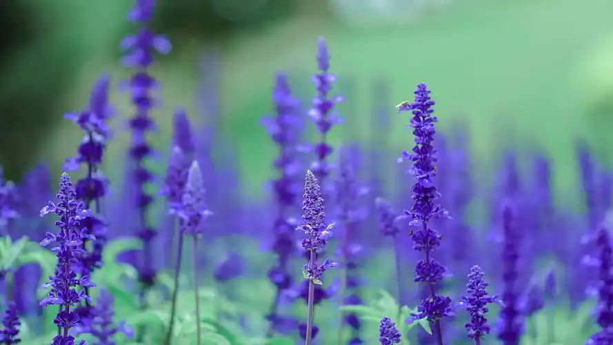 薰衣草,花海,花朵,唯美,意境,花卉,壁纸薰衣草花海意境