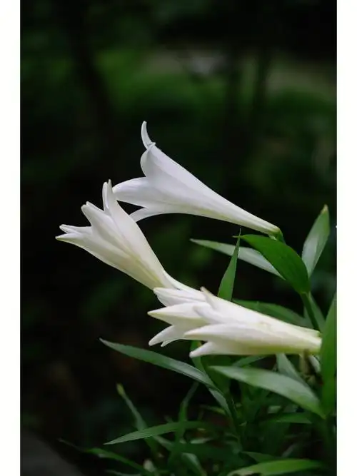 plant最美的白百合