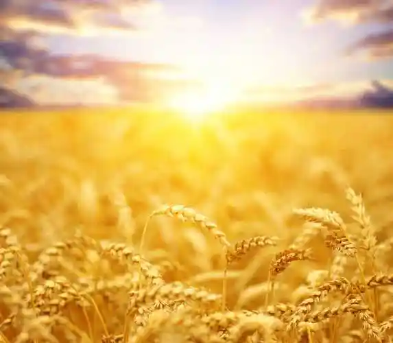 金色的麦田图片-阳光下的麦田素材-高清图片-摄影照片-寻图免费打包