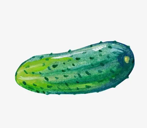 手绘的黄瓜