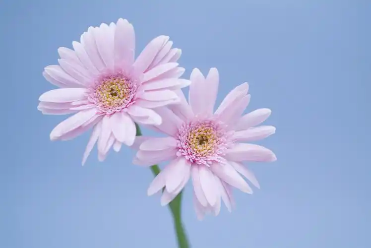 花的图片壁纸(花的图片壁纸艺术感)