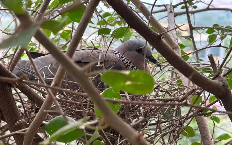公母珠颈斑鸠同框,孵蛋交接班接头暗号咕咕咕咕阳台观鸟记第三弹