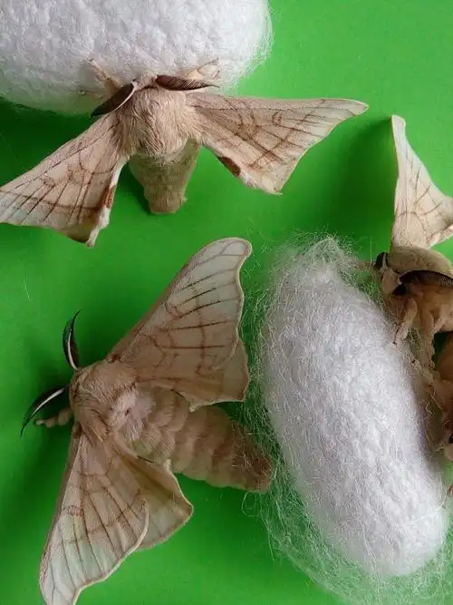 蚕蛾是生命的最后阶段.