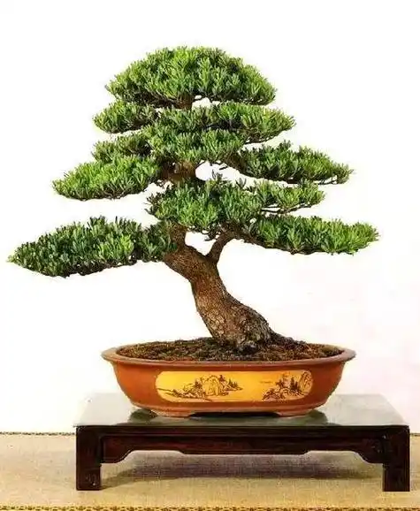 在培育与造型的过程中,捏塑出罗汉松盆景雄浑苍劲的傲然气势!