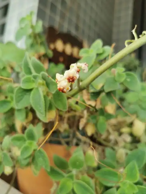 养了三年的心叶球兰终于开花了