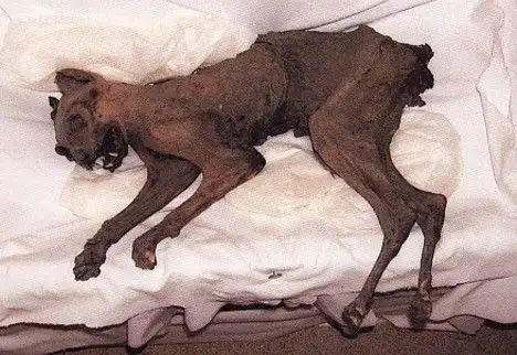 日本的木乃伊(12张)