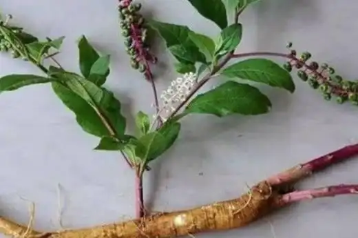 土人参又被称为土洋参,土高丽参,属于马齿苋科一年生或多年生草本植物