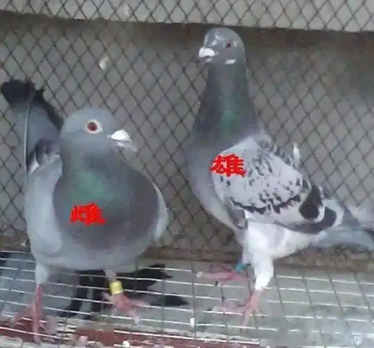 信鸽如何分辨雌雄?各个年龄段方法可不一样