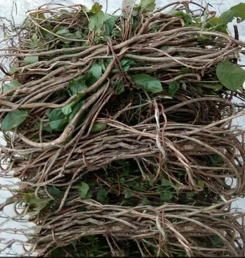 《鸡屎藤》味道难受但功效好