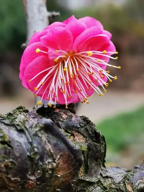 春天来了,梅花开了,万象更新,岁月重启.