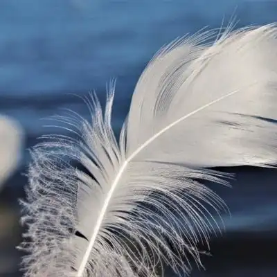 羽毛唯美意境图片高清各色轻盈羽毛头像图片