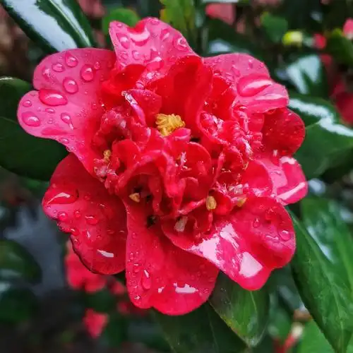 雨中闲拍一一花朵上的雨珠