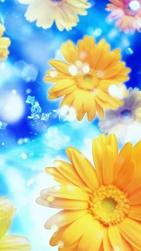 非洲菊,花,花瓣,水,蓝色的背景 iphone 壁纸