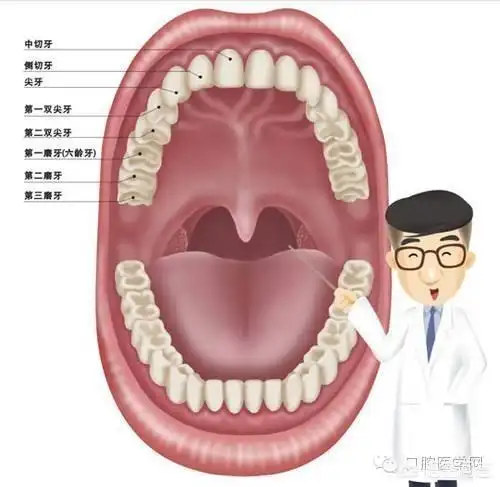 成年有多少颗牙齿,成人牙齿总共有几颗多少有讲法吗