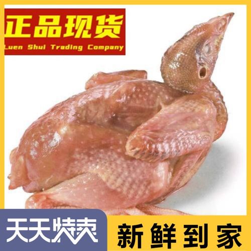 新鲜冷冻特大鹌鹑3斤10只白条鹌鹑肉干净去毛炖汤红烧家庭美味