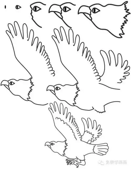 简笔画系列一步一步教你画鹰四款卡通老鹰简笔画图片正面鹰头的简笔画