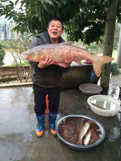 重庆永川一市民钓到重40斤大鱼:快成精了