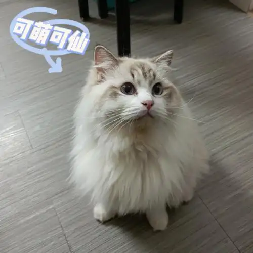 特价  #布偶猫找家  #布偶猫日常自家养的,猫哥哥都一岁多了,没防住