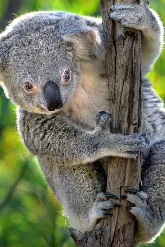 澳大利亚,可爱的考拉,有袋动物