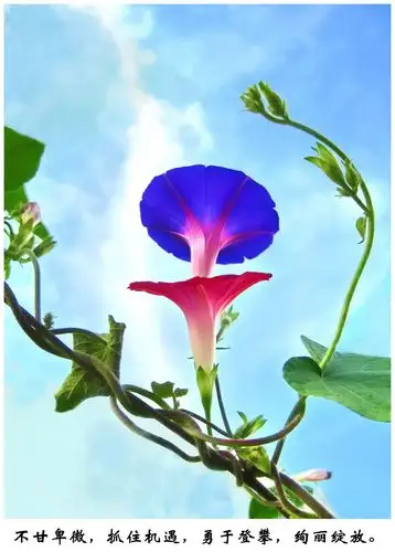 凌云志—牵牛花