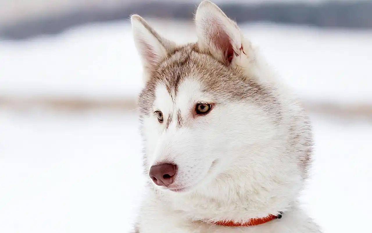 蠢萌的哈士奇桌面壁纸高清大图预览1920x1200_动物壁纸下载_美桌网