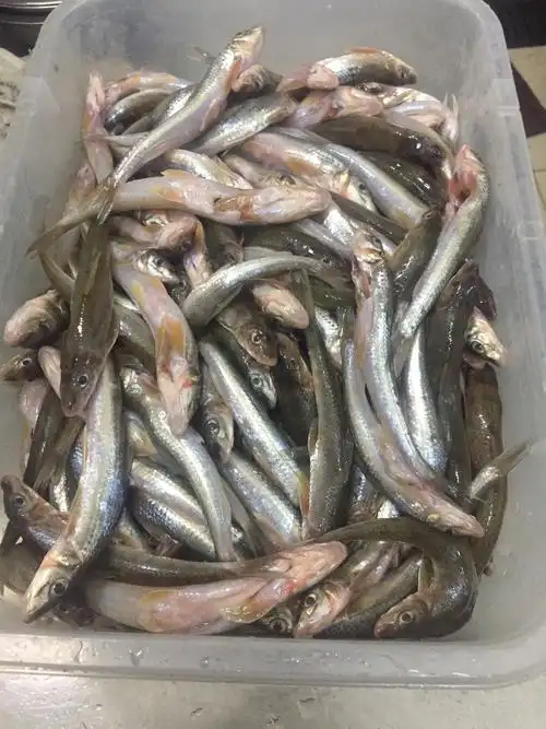 正宗野生棒棒鱼