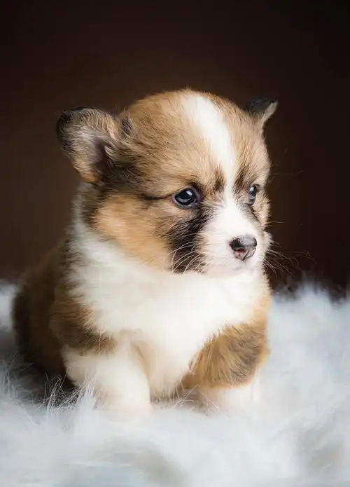 柯基小奶狗求带走