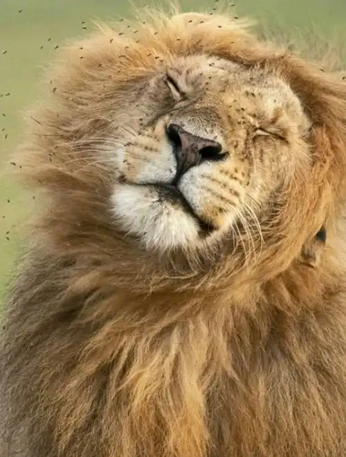 狮子也会卖萌?"草原之王"不为人知的一面,花式卖萌令人笑喷